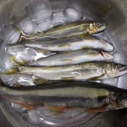 狩野川(狩野川漁業協同組合) 釣果