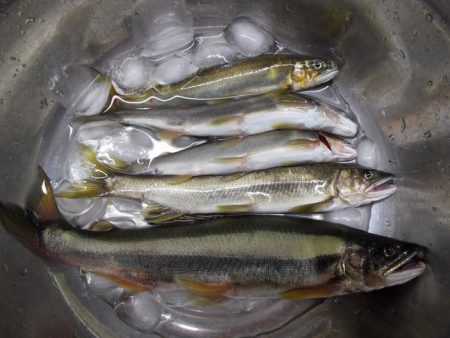 狩野川(狩野川漁業協同組合) 釣果