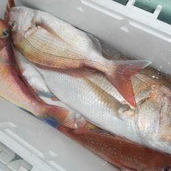 こうゆう丸 釣果