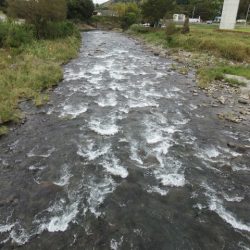 狩野川(狩野川漁業協同組合) 釣果