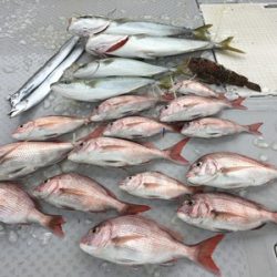 ミタチ丸 釣果
