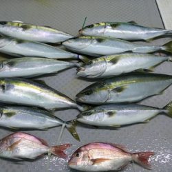 ミタチ丸 釣果
