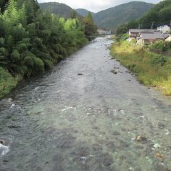 狩野川(狩野川漁業協同組合) 釣果