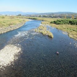 狩野川(狩野川漁業協同組合) 釣果
