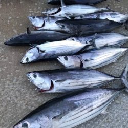 へいみつ丸 釣果