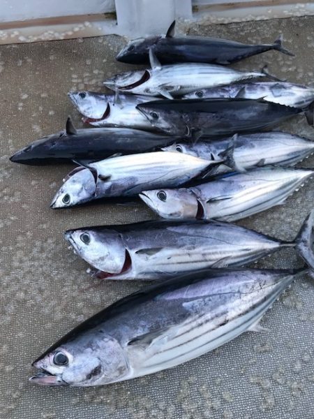 へいみつ丸 釣果