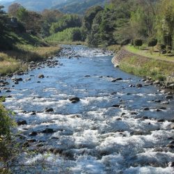 狩野川(狩野川漁業協同組合) 釣果