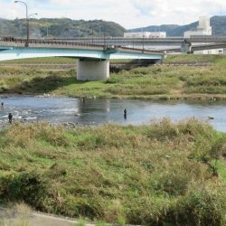 狩野川(狩野川漁業協同組合) 釣果