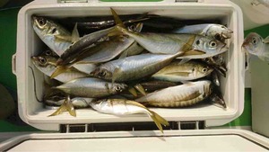 久里浜黒川本家 釣果