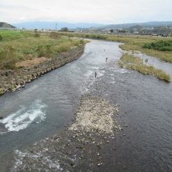 狩野川(狩野川漁業協同組合) 釣果