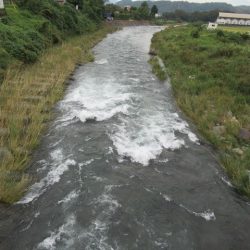 狩野川(狩野川漁業協同組合) 釣果