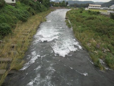 狩野川(狩野川漁業協同組合) 釣果
