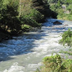 狩野川(狩野川漁業協同組合) 釣果