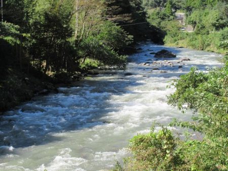 狩野川(狩野川漁業協同組合) 釣果