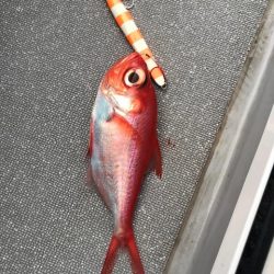 へいみつ丸 釣果