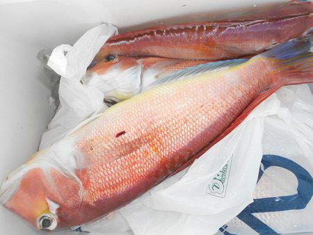 こうゆう丸 釣果