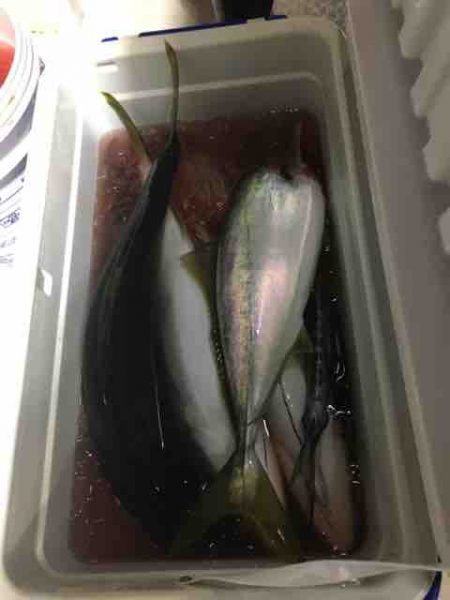 龍宮丸 釣果