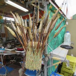 狩野川(狩野川漁業協同組合) 釣果