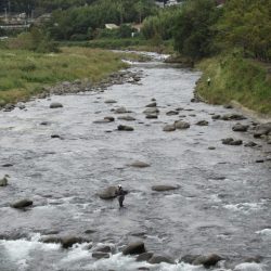 狩野川(狩野川漁業協同組合) 釣果