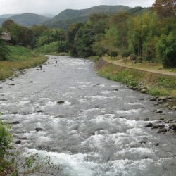 狩野川(狩野川漁業協同組合) 釣果