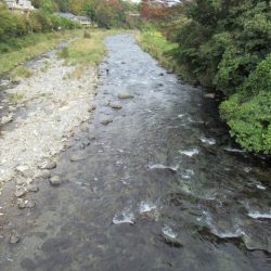 狩野川(狩野川漁業協同組合) 釣果