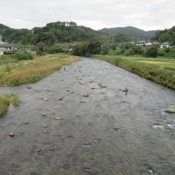 狩野川(狩野川漁業協同組合) 釣果