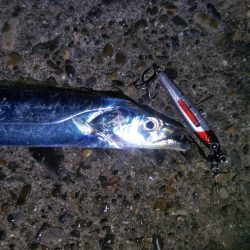 表層スローにタダ巻きでガツンとタチウオ！ LUMICAメタルジャッカー新色インプレッション