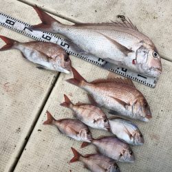 リトルワン 釣果