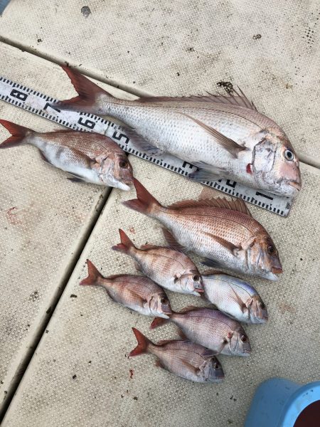 リトルワン 釣果