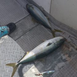 シーモンキー 釣果