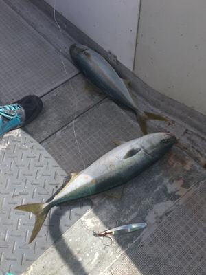 シーモンキー 釣果