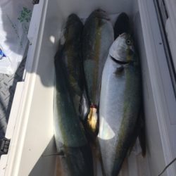 シーモンキー 釣果