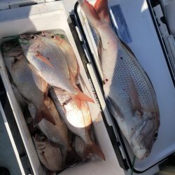 リトルワン 釣果