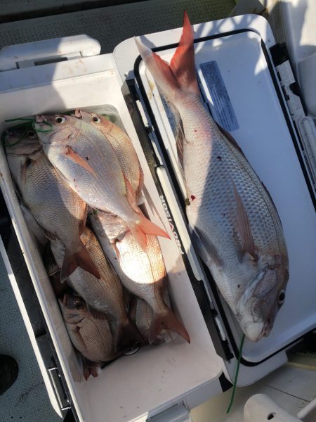 リトルワン 釣果