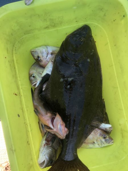 リトルワン 釣果