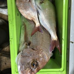 リトルワン 釣果