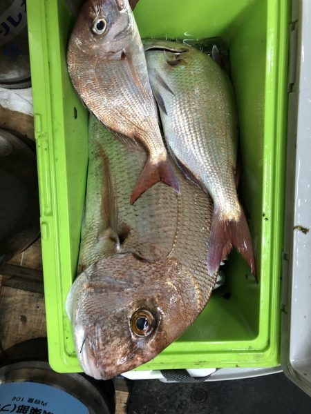 リトルワン 釣果