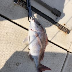 リトルワン 釣果