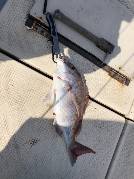 リトルワン 釣果