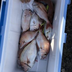 リトルワン 釣果