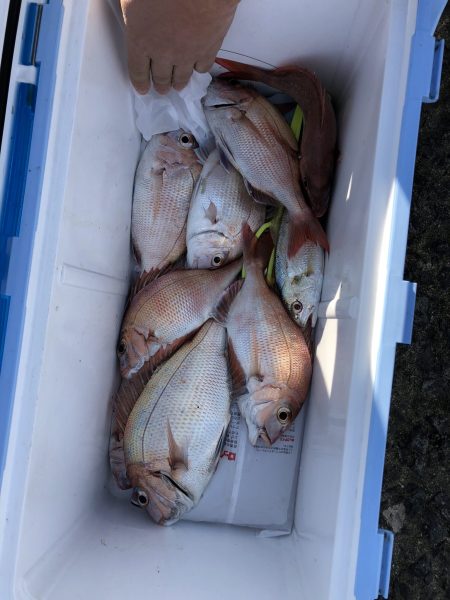 リトルワン 釣果