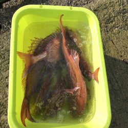 リトルワン 釣果