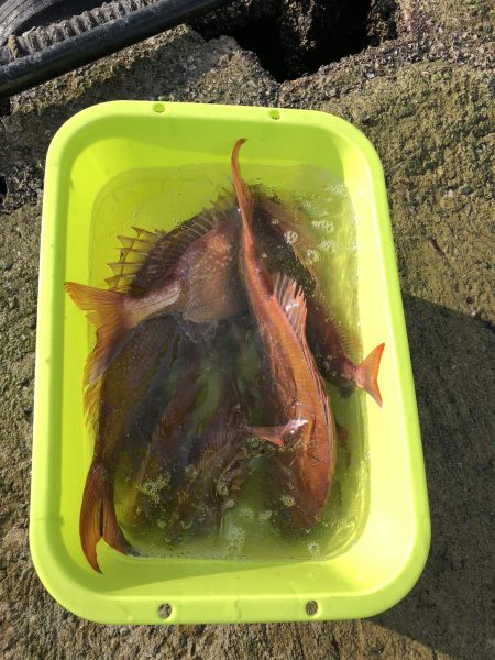 リトルワン 釣果