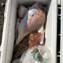 リトルワン 釣果