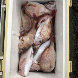 リトルワン 釣果