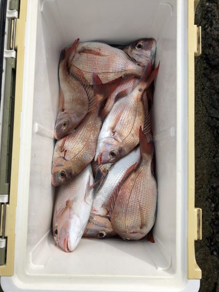 リトルワン 釣果