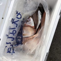 リトルワン 釣果