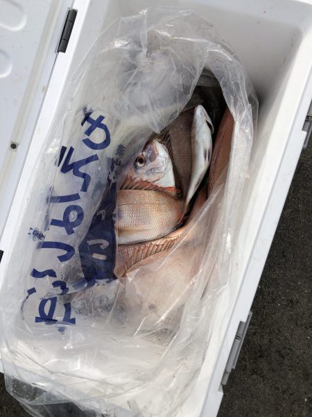 リトルワン 釣果