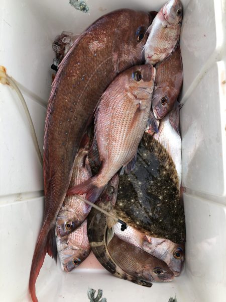 リトルワン 釣果