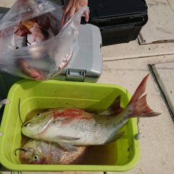 リトルワン 釣果